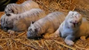 Patru pui de tigru alb s-au născut într-o grădină zoologică din Japonia - VIDEO