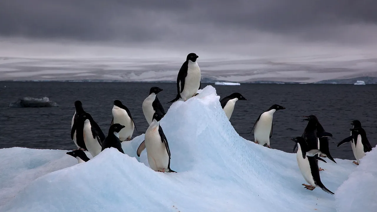 Planeta se află într-o situaţie catastrofală. 90% din gheţarii Antarcticii s-au topit în ultimii 10 ani 