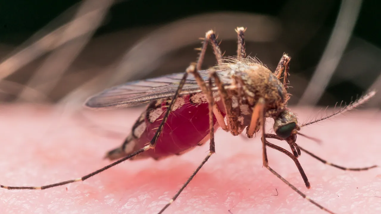 Primul pacient din vestul ţării infectat cu virusul West Nile, internat la Timişoara