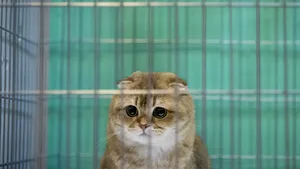 Olanda a interzis deținerea anumitor tipuri de pisici. Cum motivează autoritățile decizia