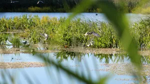 ”Delta dintre blocuri”, motivul luptei ecologiştilor. Parcul din Bucureşti unde trăiesc sute de specii de animale şi plante 