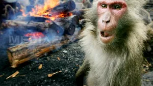Peste 280 de oameni, pe urmele unui macac periculos, în Japonia
