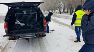 Berzele, în PERICOL din cauza vremii. Veterinarii le dau sfaturi oamenilor să le hrănească pentru a SUPRAVIEŢUI şi cum să procedeze în cazul în care sunt îngheţate