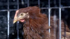 Cea mai mare regiune avicolă din Japonia, afectată de gripa aviară