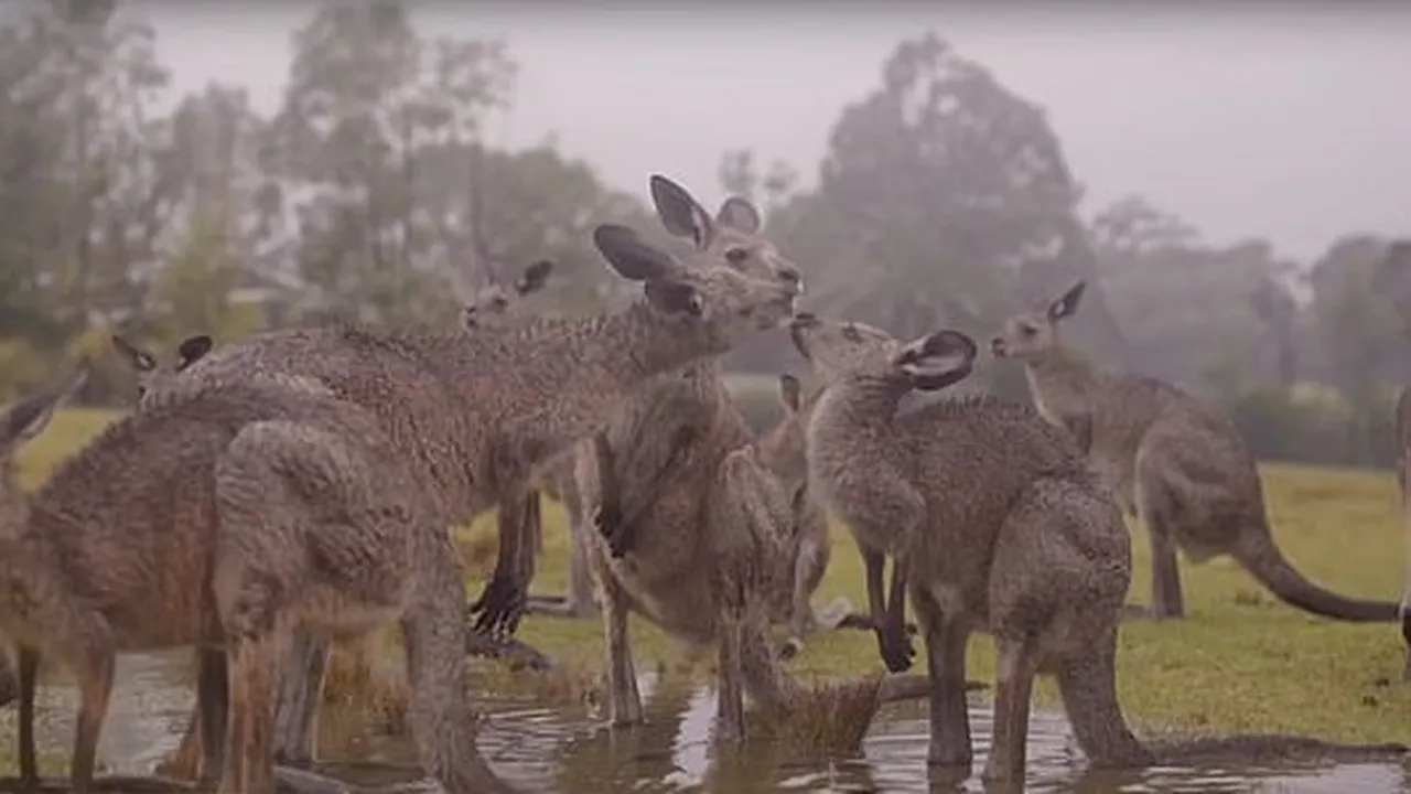 Cum au reacţionat animalele din Australia la primii stropi de ploaie, după incendiile de vegetaţie | VIDEO