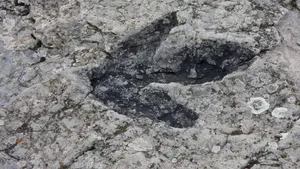 Fosila unei păsări „Frankenstein” i-a lăsat pe oamenii de știință complet uluiți. A trăit acum 150 de milioane de ani și este una dintre cele mai vechi păsări cunoscute