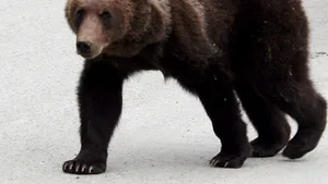 Bărbatul din Covasna care a fost atacat de un urs a murit (Video)