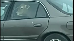 O vacă, la McDonald's drive-thru? Clipul, viral pe Facebook