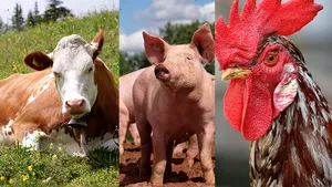 După interzicerea automobilelor cu benzină din 2035, Europa trebuie să reducă consumul de carne animală cu 71% până în 2030. Un oraş olandez face primul pas - interzice reclamele la carne animală din 2024 
