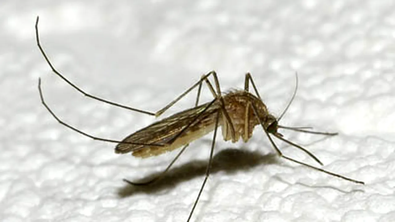 Insectele, potenţiale arme ale terorismului ecologic