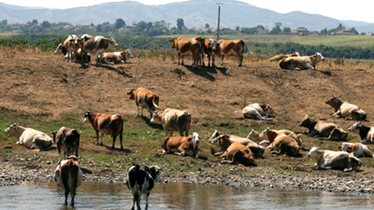 APIA a primit prima tranşă pentru acordarea plăţilor în sectorul zootehnic