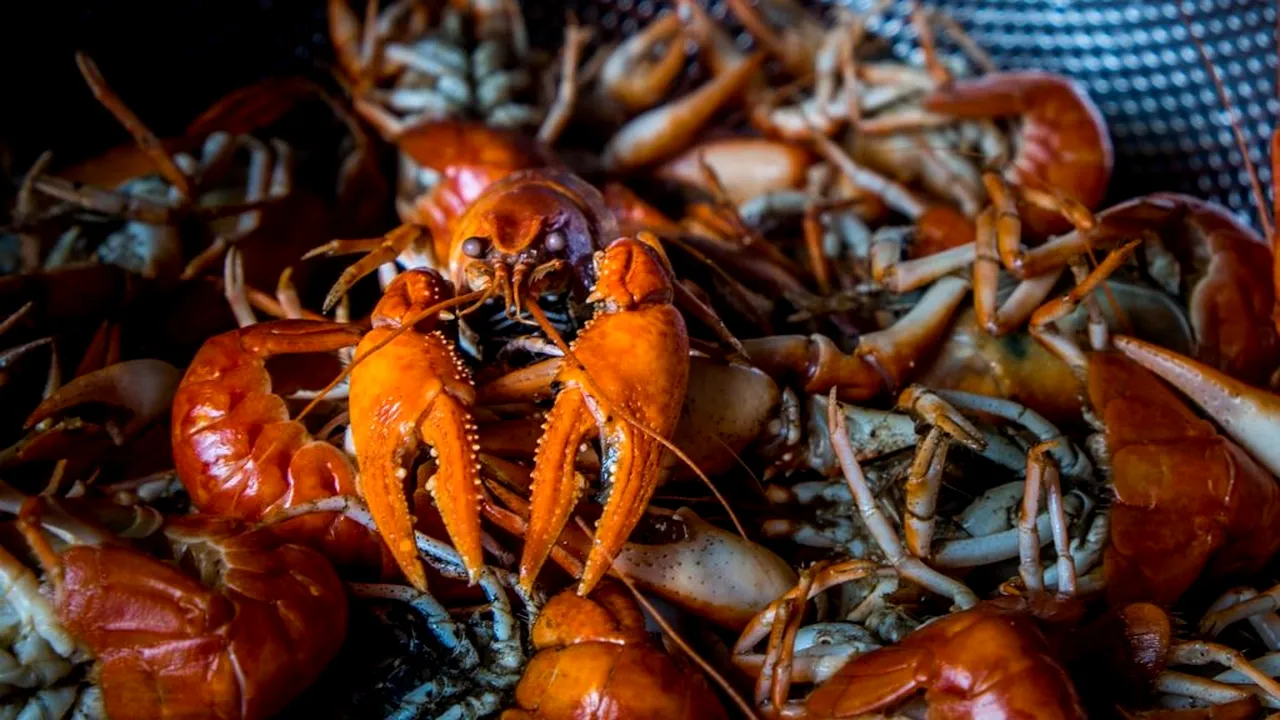 A dat lovitura. Un bărbat necunoscut a furat homari congelați în valoare de 400.000 de dolari