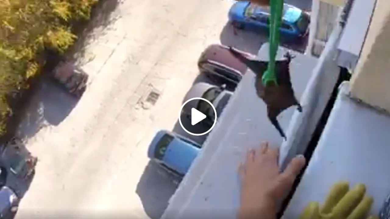 Descoperire neobişnuită în Pipera. Zeci de lilieci, găsiţi în spatele unui aparat de aer condiţionat. VIDEO