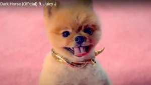 JiffPom, un pomeranian, câştigă 45.000 de dolari dintr-o postare pe Instagram. Ce animale mai sunt top