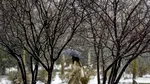 Ninsori, vânt puternic şi ger în sudul şi sud-estul ţării
