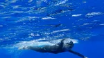 A înotat 91,4 kilometri din Grecia până în Italia, fără să se oprească. Performanța uluitoare a unui grec