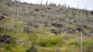 HARTA defrişărilor ilegale. Topul judeţelor în care pădurile dispar pe zi ce trece