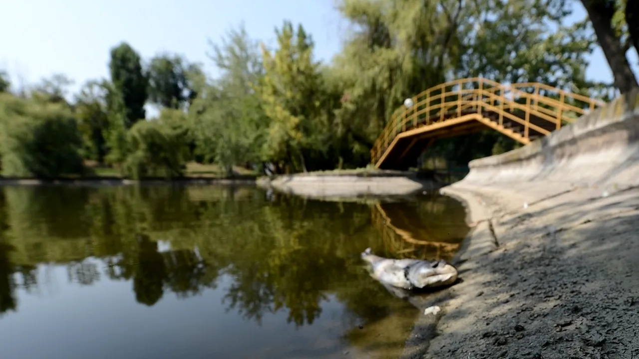 Peşti şi raţe moarte, descoperite în Parcul Bordei din Capitală