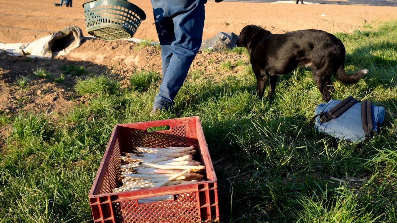 În lipsa angajaţilor sezonieri străini, englezii sunt în căutare de soluţii. Mii de britanici vor participa la muncile agricole