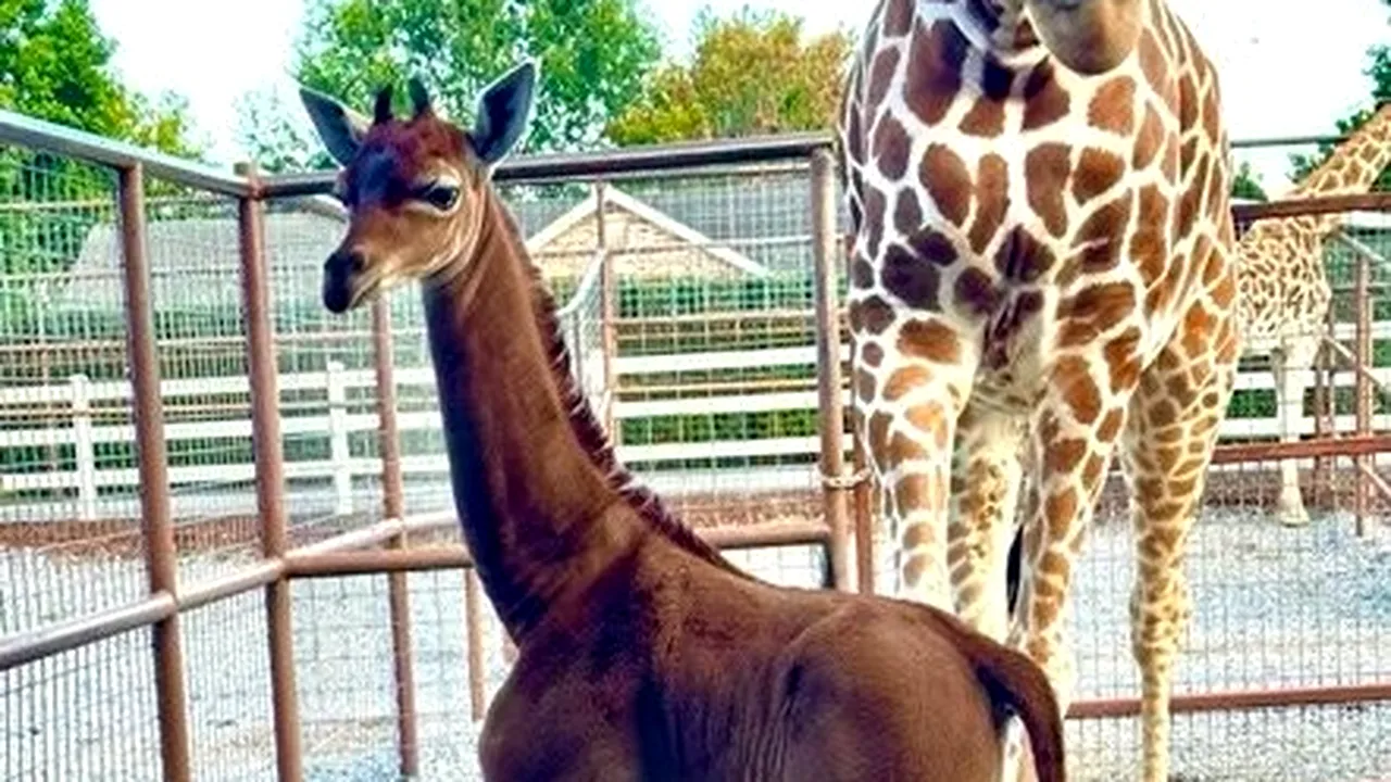 La o grădină zoologică din SUA s-a născut o girafă fără pete. Specialiştii spun că este un caz extrem de rar