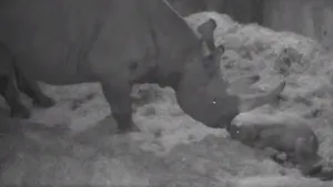 VIDEO. Premieră chiar în Ajunul Crăciunului: Rinocer dintr-o specie pe cale de dispariţie, născut la o grădină zoologică din USA