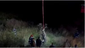 VIDEO. Cerb căzut într-un canal, salvat de pompierii din Mureş