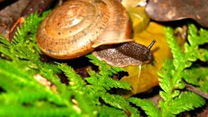 O specie de melci hermafrodiţi 