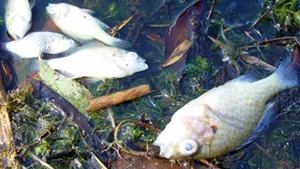 Aproape două tone de peşte mort, strânse de pe lacurile de la Văcăreşti