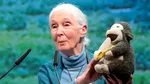 Jane Goodall, renumita expertă în cimpanzei, a murit la 91 de ani