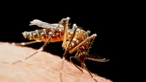 Virusul West Nile mai face o victimă în România: O femeie a murit, în plină iarnă