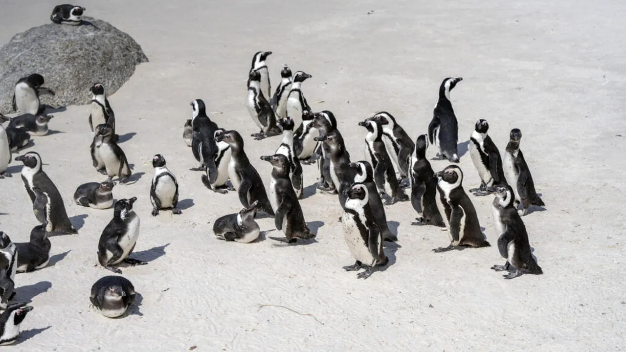 Pinguinii africani sunt decimați de foamete și în pericol de dispariție