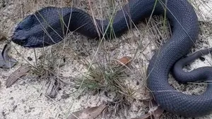 Un şarpe joacă teatru când se simte ameninţat. Reptila „face pe moarta” într-un video viral 
