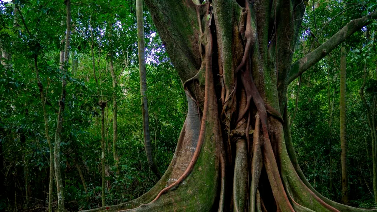 Cum se adaptează pădurea amazoniană la schimbările climatice?
