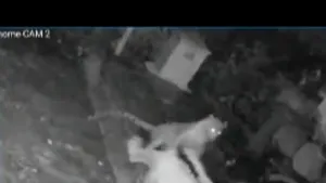 Momentul în care un leopard atacă o femeie în vârstă. Cum a scăpat bătrâna? Video viral 