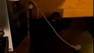 VIDEO O patiserie din Bucureşti este închisă, după ce un şobolan a fost filmat printre rafturi