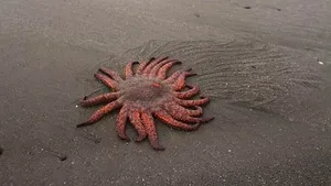 Bacteria responsabilă de boala devastatoare care afectează stelele de mare. S-a pierdut 90% din populația globală de stele de mare floarea-soarelui în 10 ani