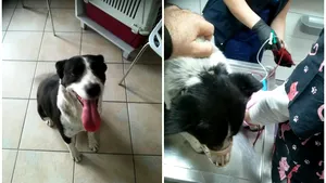 Transfuzie în premieră. Un câine a donat sânge pentru un alt patruped, aflat în stare gravă