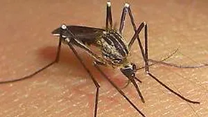 Primul caz de infectare cu virusul Zika a fost confirmat în România / Ce este virusul Zika - FOTO