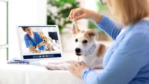 Consultaţie veterinară online: 3 aspecte de ştiut