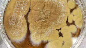 Descoperire în Australia. Mucegai care poate descompune plasticul în 140 de zile