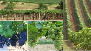 Cabană din zonă turistică scoasă la licitaţie de către Fisc de opt ori din cauza lipsei clienţilor