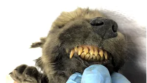 Misterul unui animal vechi de 18.000 de ani, găsit îngheţat. Creatura conservată aproape perfect i-a uimit pe oamenii de ştiinţă