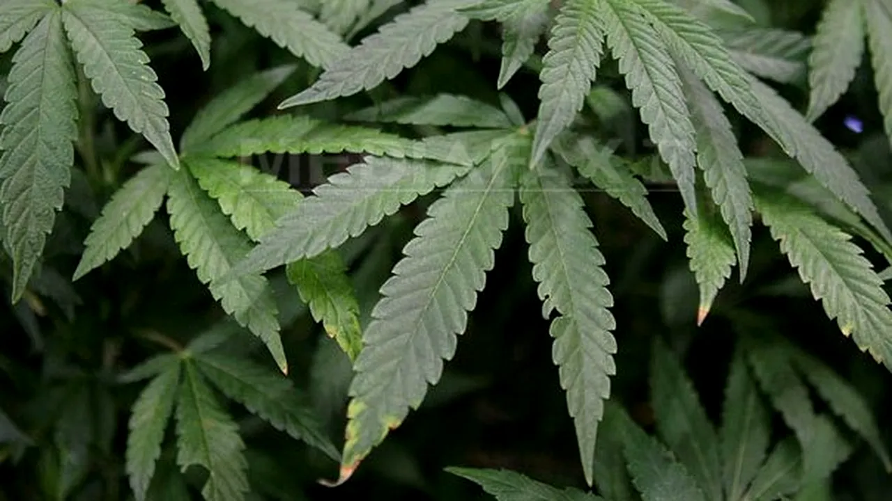 STUDIU: Trufele negre şi marijuana generează efecte euforice similare
