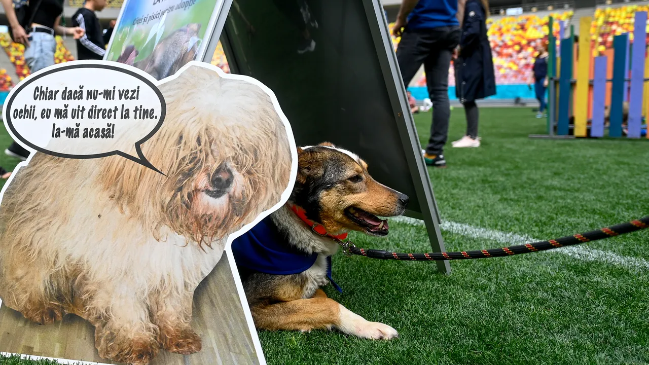 Cel mai mare târg de adopţii de animale de companie din Bucureşti, la Arena Naţională