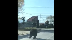 Răniţi de URS în oraşul Victoria, Braşov: Firul evenimentelor în care un băieţel de 3 ani, o fetiţă de 4 şi un bărbat, VICTIME uşoare. UPDATE: Copiii, răniţi în goana animalului/ VIDEO