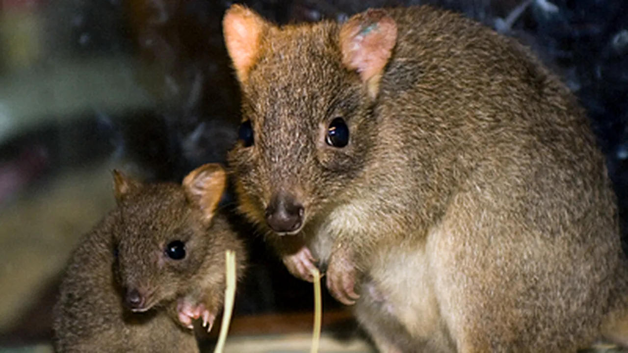 Numărul speciilor de plante şi animale de pe Terra a ajuns la 1,9 milioane