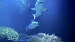 STUDIU Acidificarea oceanelor ar putea eroda arma vitală a prădătorilor acvatici
