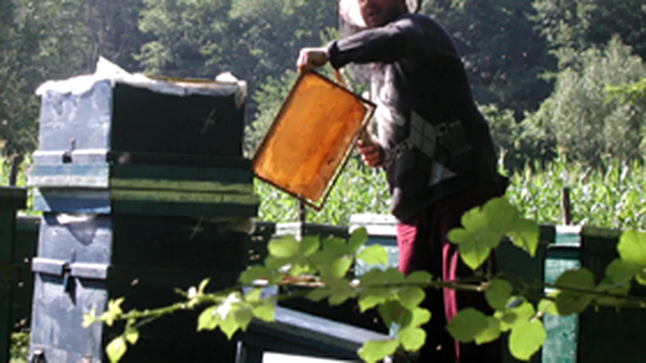 Romanian Beekeepers May Access EU Funds If Organized In Associations