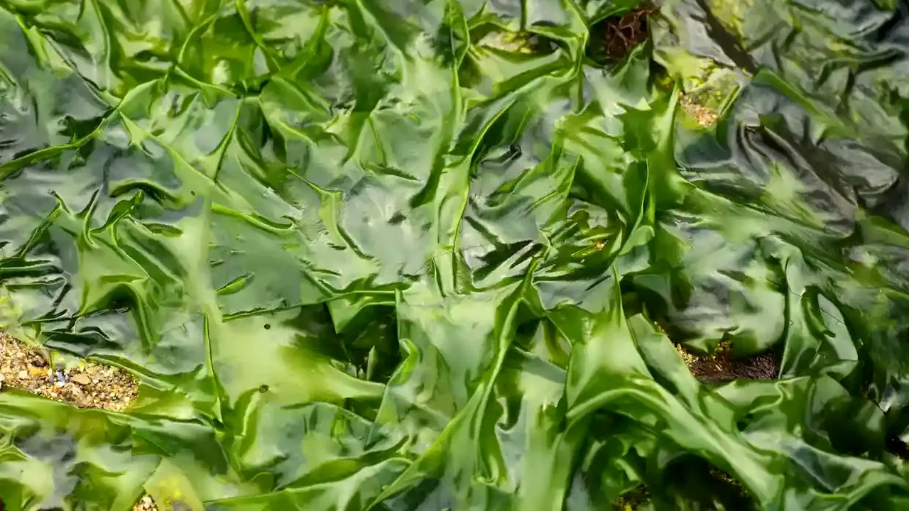 Agricultura subacvatică, soluţia care ne-ar putea scăpa de criza alimentară cauzată de fenomenele meteorologice extreme