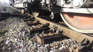 Doi pui de urs, loviţi mortal de un tren în Harghita